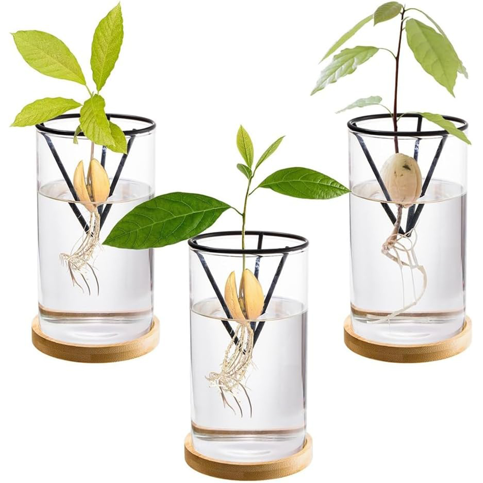 1Set Avocado Boom Groeiende Ki - Crystal Growing Kit recensie en prijs